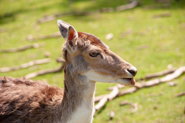 Reh im Portrait