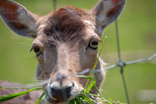 Damwild beim Fressen