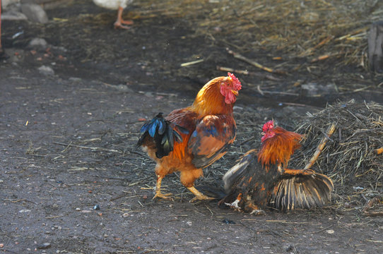 Two cocks fight. Roosters fighting in backyard