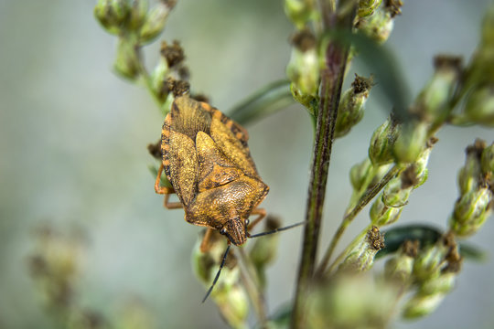 Green shield bug in brown autumn colouring
