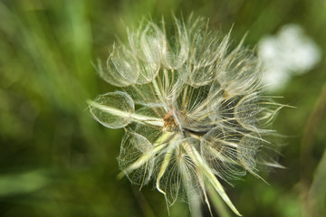Showy goat's-beard