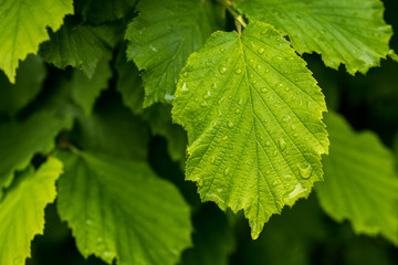 Raindrops on hazelnut leaves