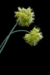 Ail vrillé / Allium obliquum / Ail oblique