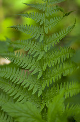 Fern plant close up