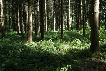 Fototapeta na wymiar Wald mit Bäumen 61