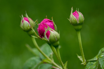 Pink Rose Flower Buds