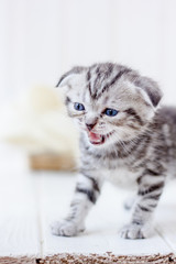 Little adorable kitten meowing