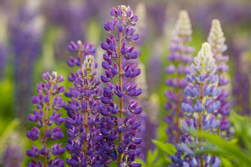 Lupine field with pink purple and blue flowers. Bunch of lupines summer flower background. Lupinus.