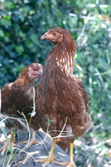 Hens that roam 