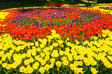 Filed of red and yellow tulips