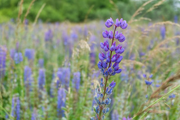 Lupine field with pink purple and blue flowers. Bunch of lupines summer flower background. Lupinus.