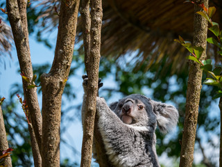 Koala © photoloulou91
