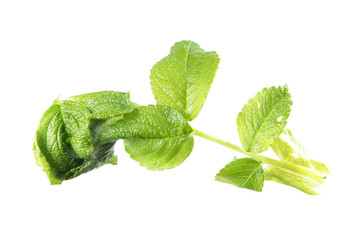 Green leaf of beach rose or Rosa rugosa, rolled in tubule by caterpillar of Choristoneura rosaceana or Rosaceous leaf roller isolated on white background