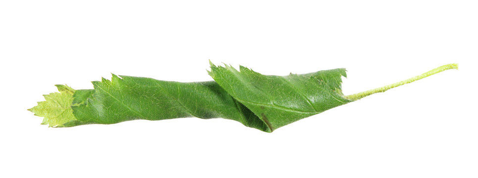 Green leaf of hawthorn (Crataegus submollis), rolled in tubule by caterpillar of Archips rosana or rose tortrix isolated on white background