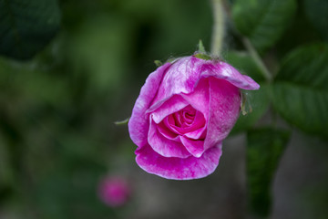 Fototapeta premium Beautiful blooming tea rose. Macro shot.