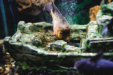 beautiful exotic large aquarium fish swimming in the water, marine life of the underwater world