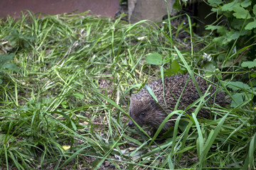 Adorable hedgehog on a green grass outdoor.