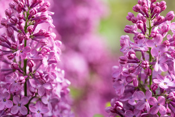 Lilac Flowering