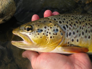 Brown trout fishing on small creek