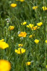 Frying Pans Poppy - California Poppy