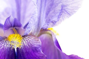 Iris Flower Close up