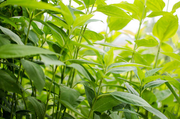 Generic vegetation of intense green color for background and texture.