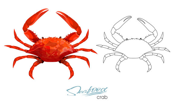 Crab vector illustration in cartoon style isolated on white background. Seafood product design. Linear silhouette of a crab. Edible sea food. Linear silhouette of a crab.