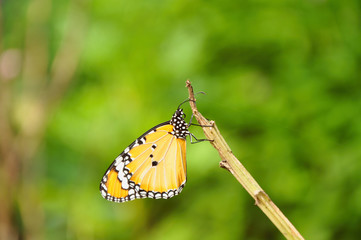 Beautiful Plain tiger butterfly