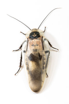 Picture of a white and black roach cockroach, isolated on white background.