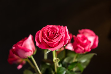 Red roses on black background