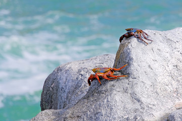 Beautiful Sally Lightfoot Crab, Grapsus grapsus, on rocks, Pacific Ocean Coast, Tocopilla, Chile, South America