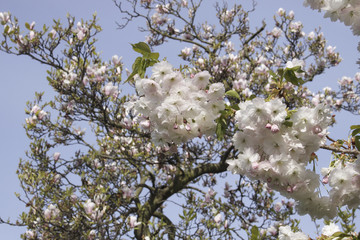 Cherry Blossom Flowers in Spring