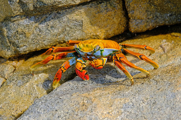 Beautiful Sally Lightfoot Crab, Grapsus grapsus, on rocks, Pacific Ocean Coast, Tocopilla, Chile, South America