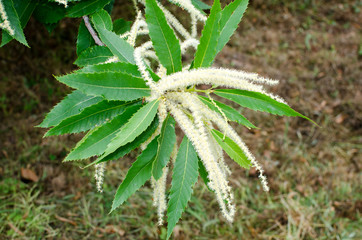 The chestnut tree, leaves and flowers.