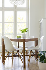 White chairs at wooden table with plant in minimal dining room interior with window. Real photo