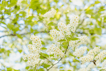 Blooming bird cherry tree