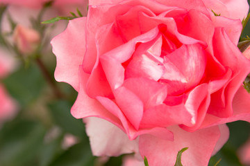 薔薇(ジャルダンドゥフランス)