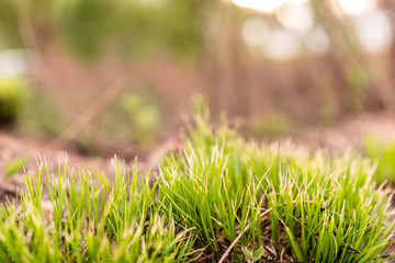 Bright green tussock grass