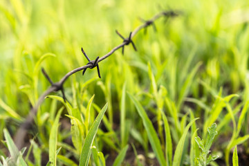 Bright green tussock grass