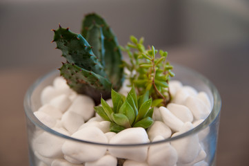 4683356 Miniature cactus succulent plant. Selective focus