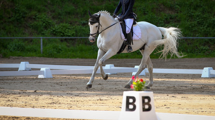 Dressage horse Schimmel Warmblood, in the dressage test, recorded in an uphill gallopade..
