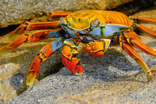 Beautiful Sally Lightfoot Crab, Grapsus grapsus, on rocks, Pacific Ocean Coast, Tocopilla, Chile, South America