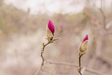 Amazing magnolia flowers in the spring season