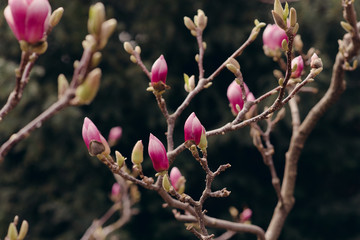 Amazing magnolia flowers in the spring season