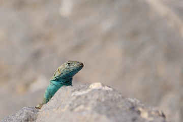 Naklejka na ściany i meble Beautiful green blue turquoise lizard, pacific coast, Atacama Desert, northern Chile, South America