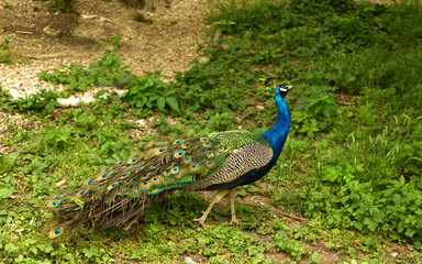Obraz premium Peacock (Pavo cristatus) A large and brightly coloured bird. Portrait of a beautiful peacock with feathers out on a green grass 