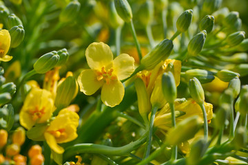 Broccoli yellow flowers macro detail