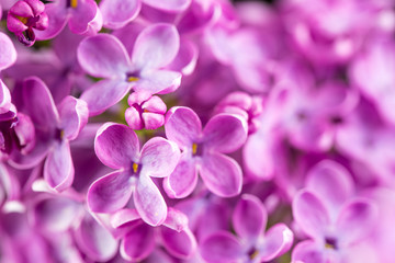 Naklejka na ściany i meble Pink Lilac Flowers