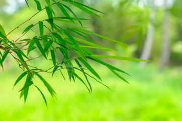 Fototapeta na wymiar bamboo leaves with a green nature backgrounds