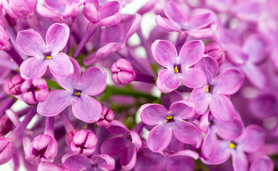 Lilac Flowers Blossom